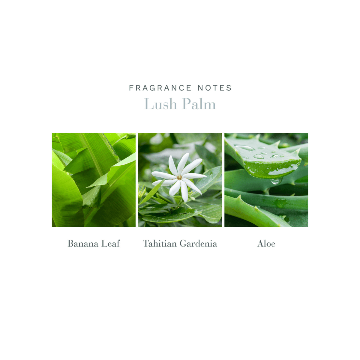 Crystal Diffuser Lush Palm Scents