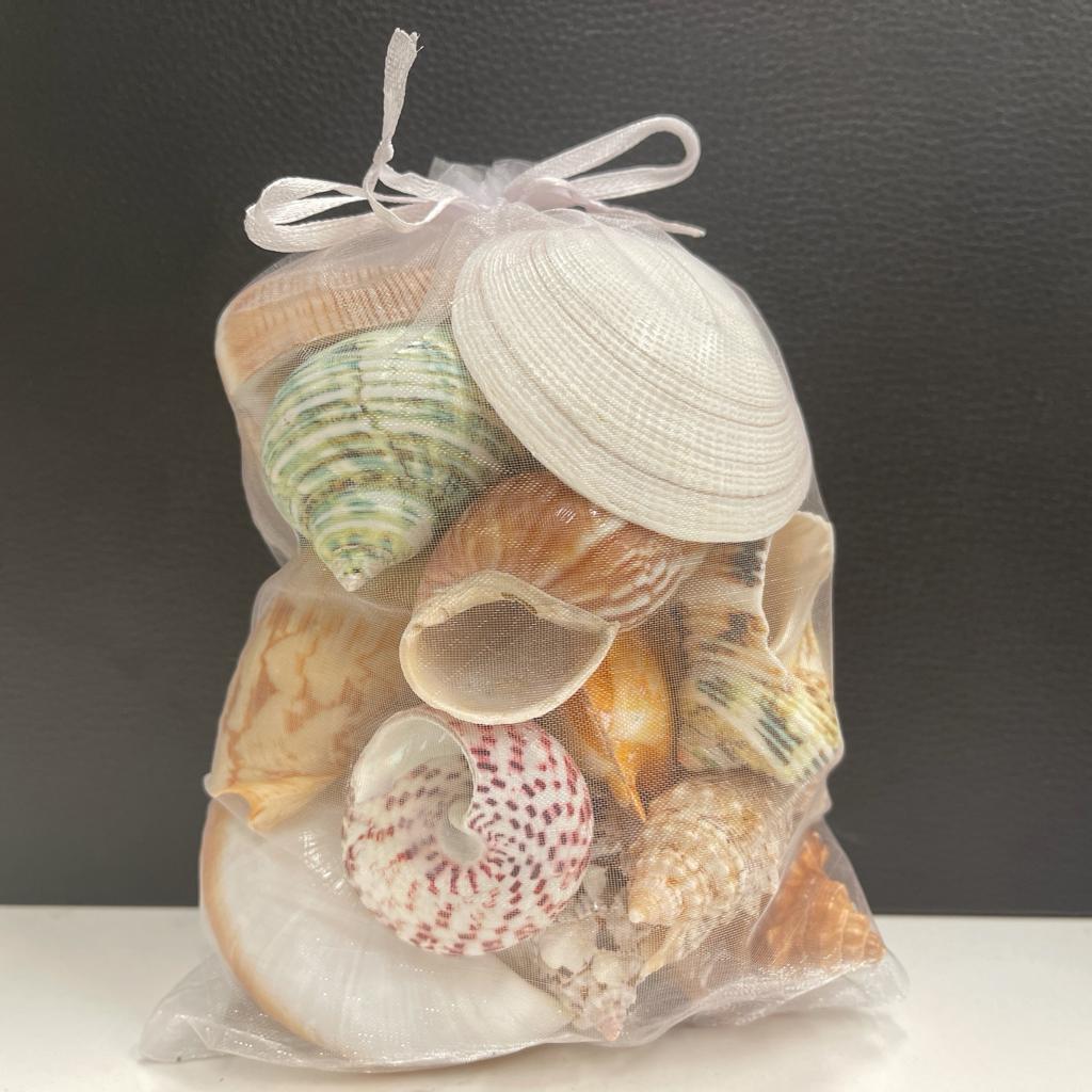 Back of the seashells