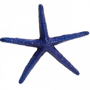 navy starfish