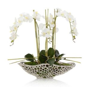 John-Richard Orchid Display