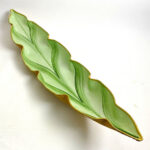 Mint/Pine/Bronze